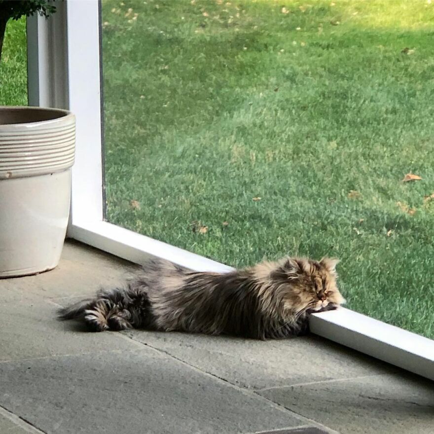 Meet Barnaby, The Cross-Eyed Persian Cat Who Is Cute But Always Seems To Be Sad