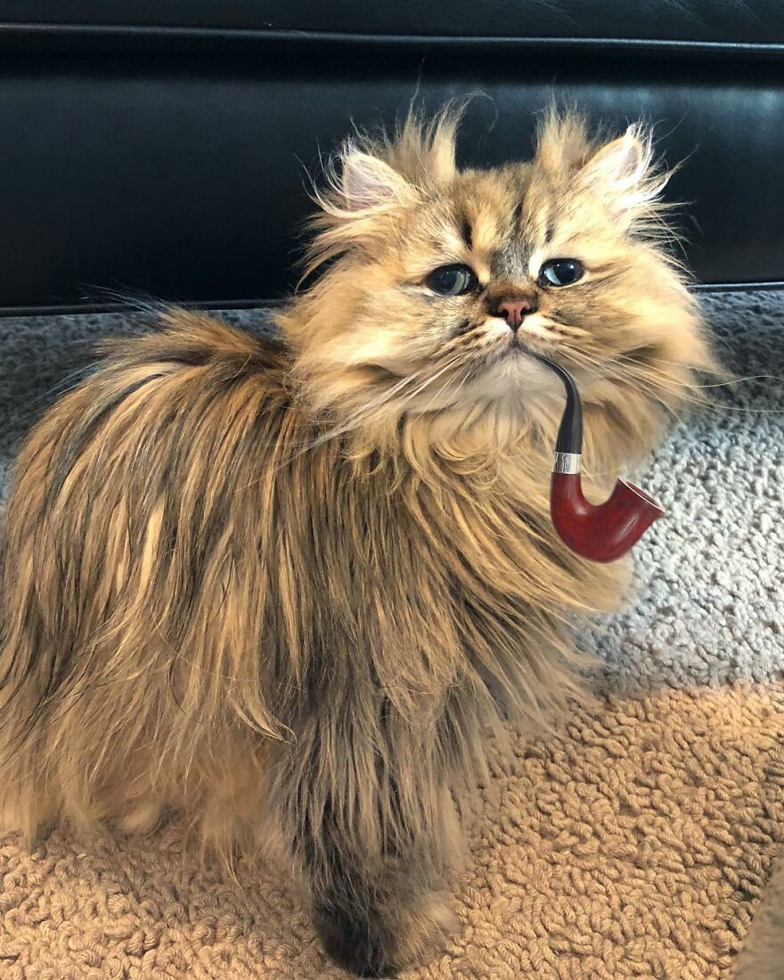 Meet Barnaby, The Cross-Eyed Persian Cat Who Is Cute But Always Seems To Be Sad