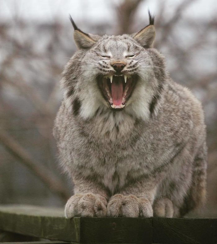 Meet The Canada Lynx Cat With Paws As Big As A Human Hand