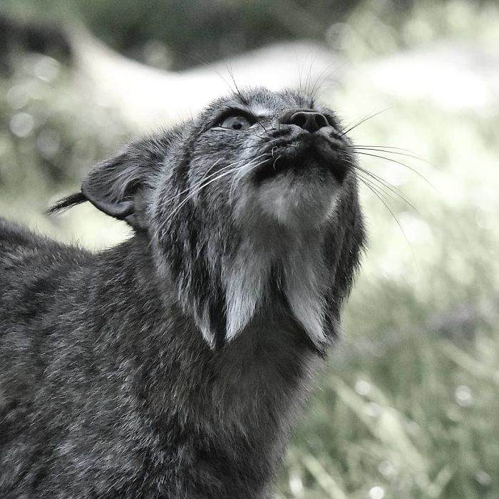 Meet The Canada Lynx Cat With Paws As Big As A Human Hand