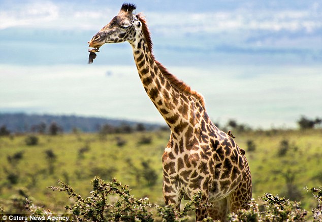 Not unusual: Red-billed oxpeckers are native to sub-Saharan Africa and make a habit of perching on large wild mammals - feeding on blood and ticks