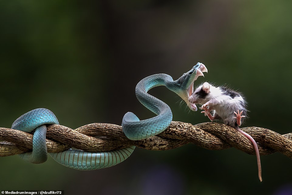 Curious mouse sniffs a blue viper... who promptly eats it with a flash of its fangs | Daily Mail Online