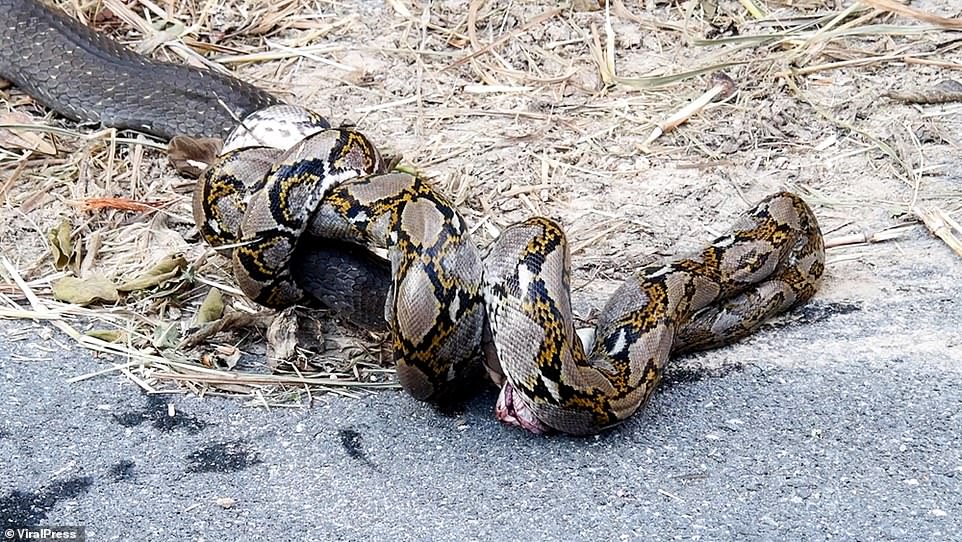 Before long though, their dramatic battle had tumbled out onto the side of the road, for any motorist passing by to witness