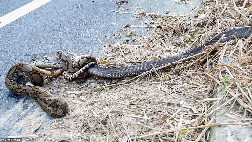 The two predators had initially begun facing off while partially concealed in the plant matter to the side of the road