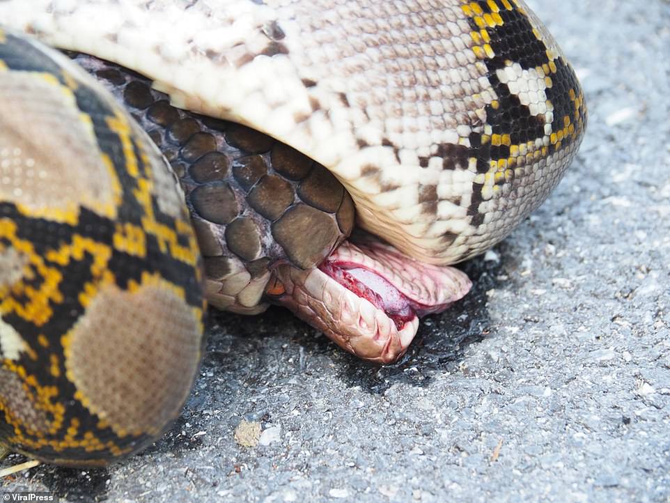 The python initially gained the upper hand by wrapping itself around the body of the black king cobra and attempting to squeeze it to death