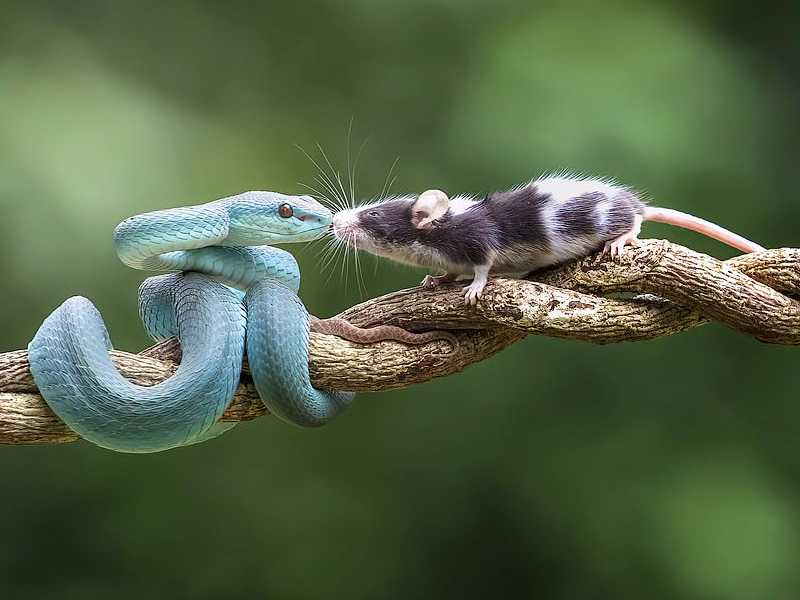 A Curious Mouse Sniffs A Blue Viper, Which Devours It With A Flash Of Its Teeth