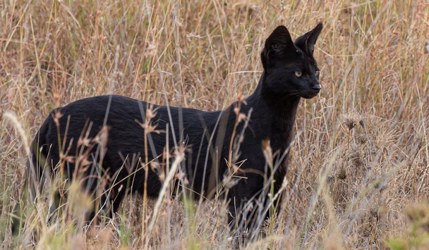 Discover the legendary African black cat with its captivating appearance.NgocChau