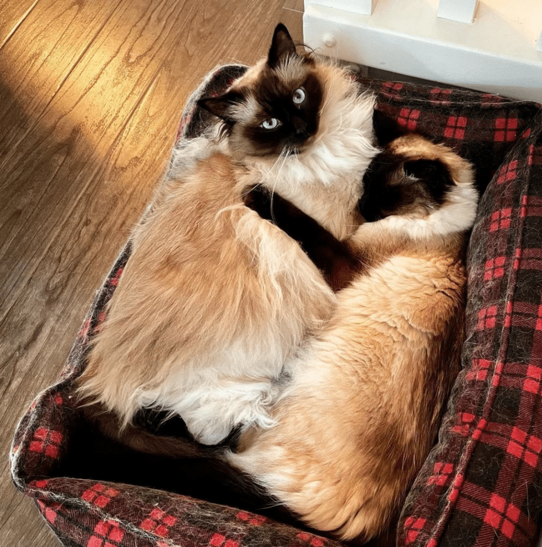 Hang Out with Sasha Logan: The Cozy World of Two Adorable Fluffy Kitties