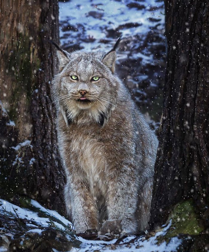 Meet The Canada Lynx Cat With Paws As Big As A Human Hand