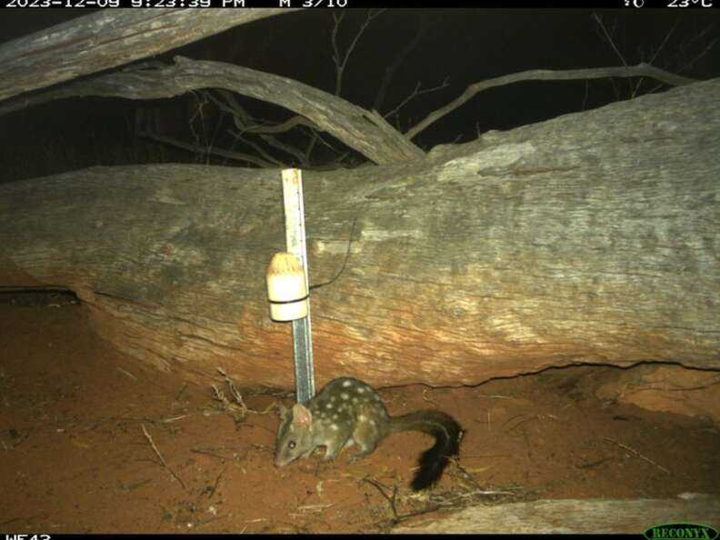 quoll in the wild