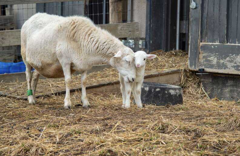 mama sheep and baby