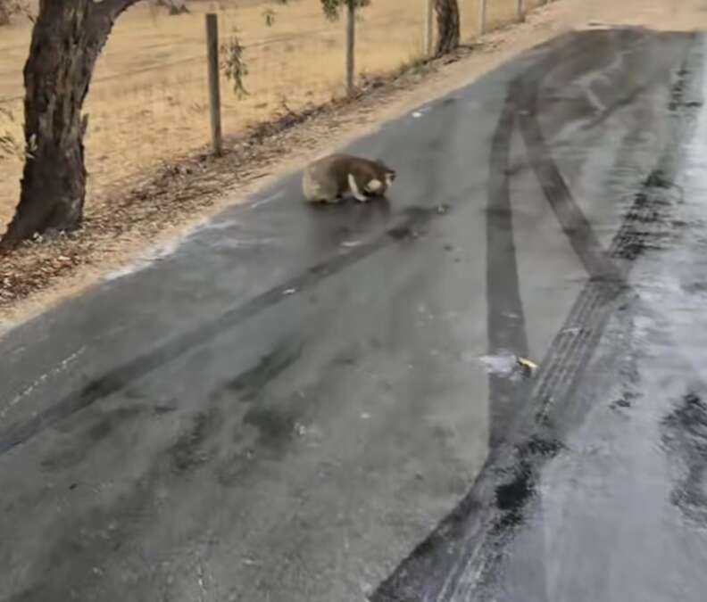 koala in the road