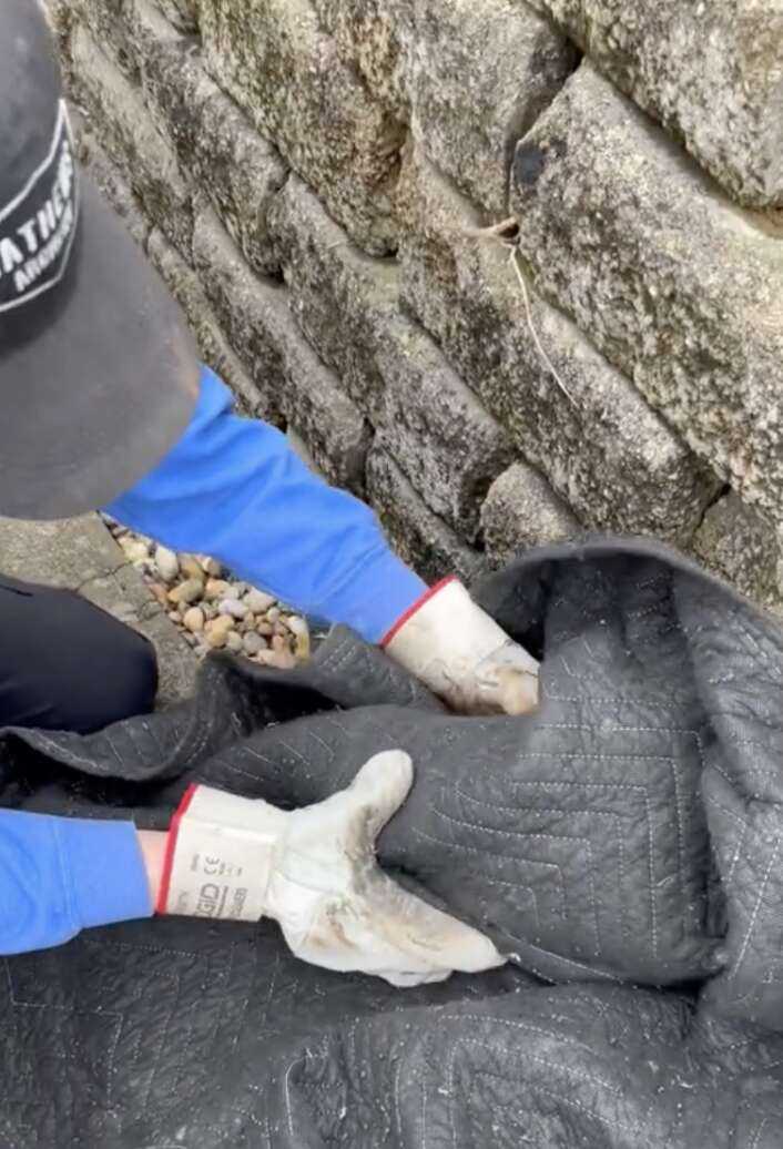 man helping owl