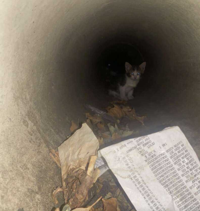 kitten in drain