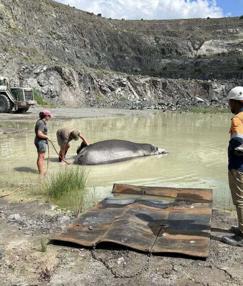 rescuers helping hippo