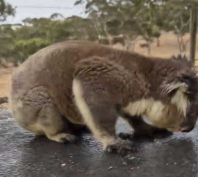 koala in the road