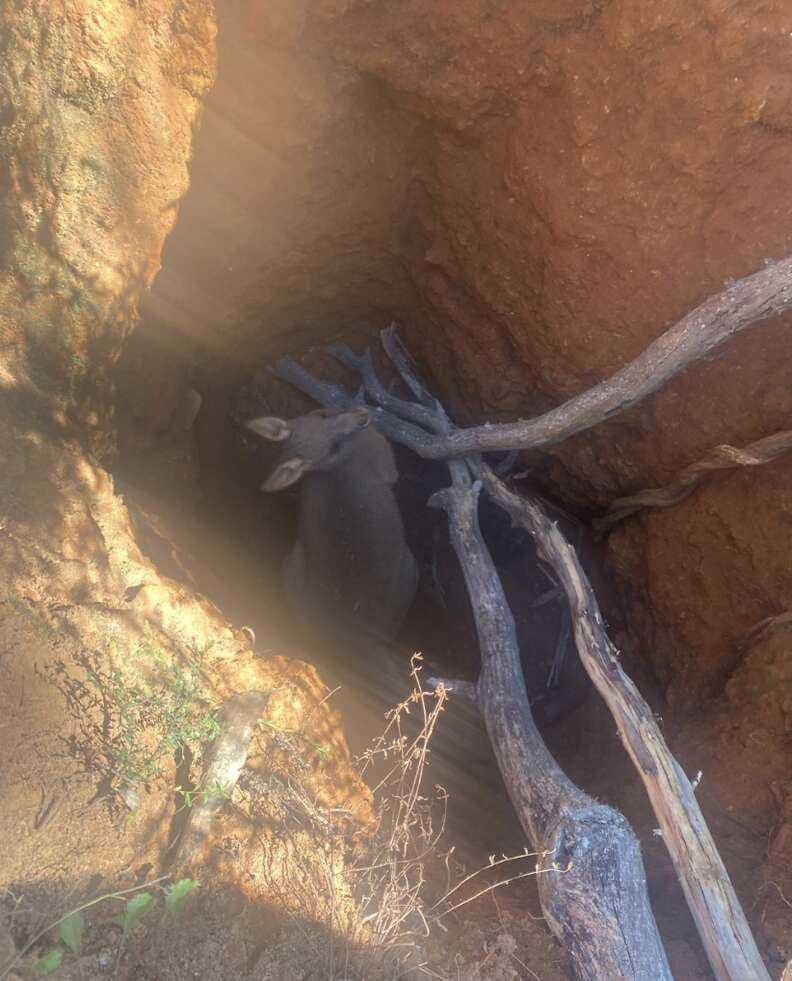 kangaroo in mineshaft