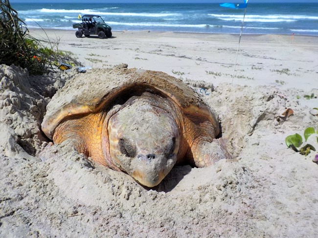 Loggerhead sea turtle hatchling on the beach next to green vegetation with a UTV and the ocean in the background.