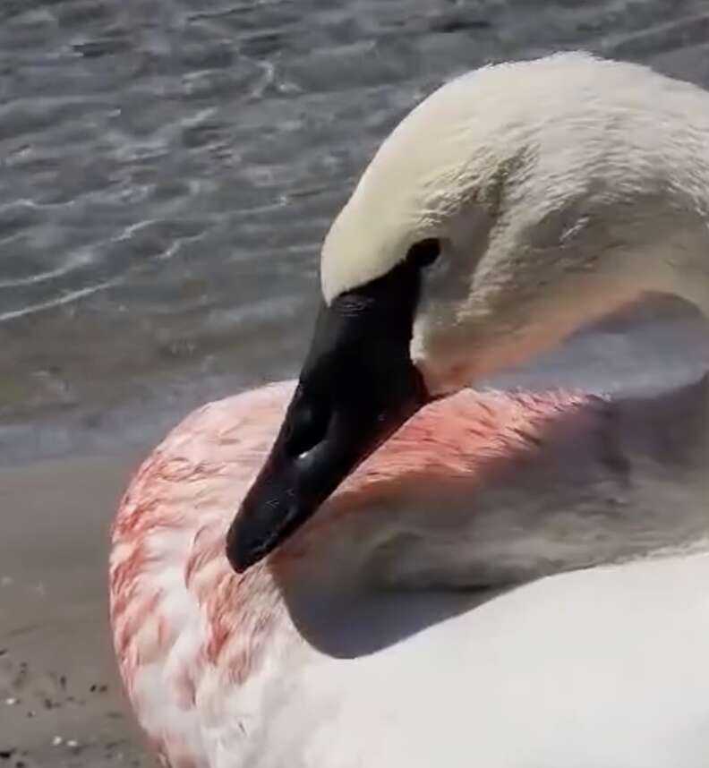 swan with blood on feathers