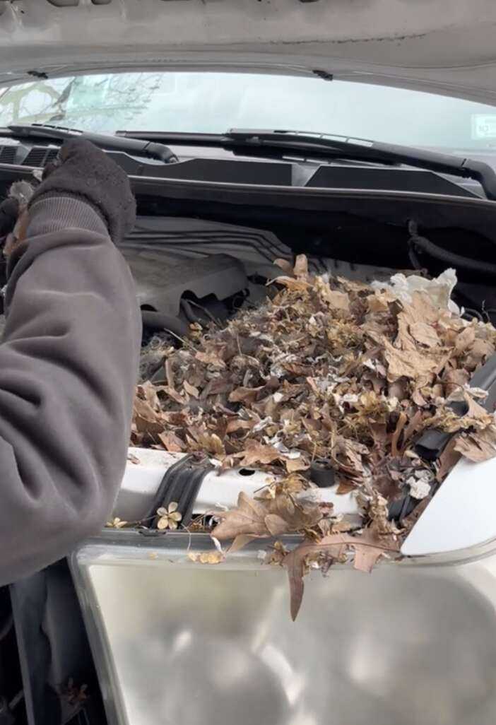 leaves in car engine