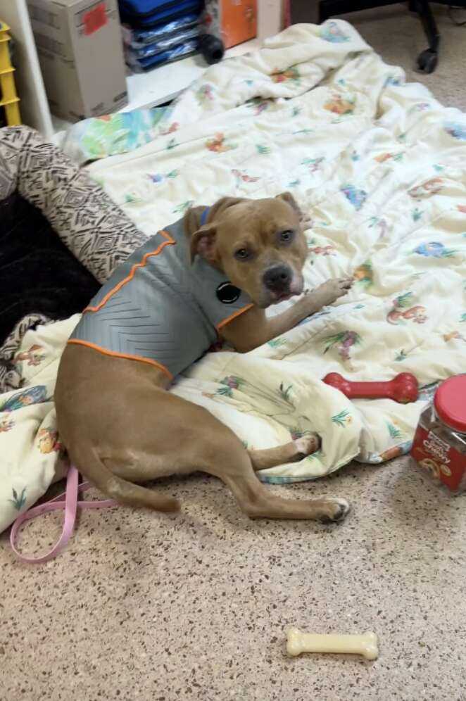 dog on blanket