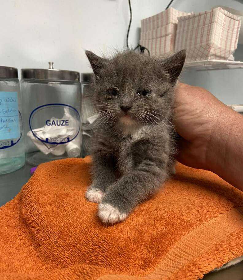 Gray kitten sitting on orange towel