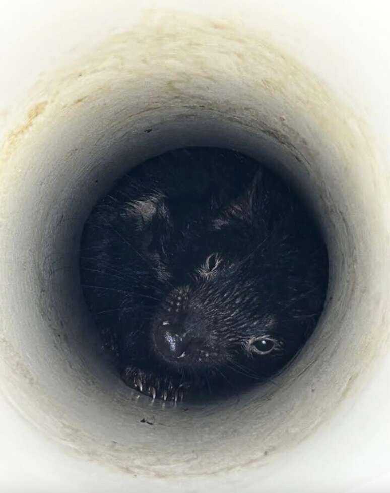 tasmanian devil in pipe