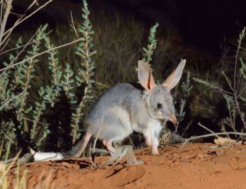 bilby in the wild