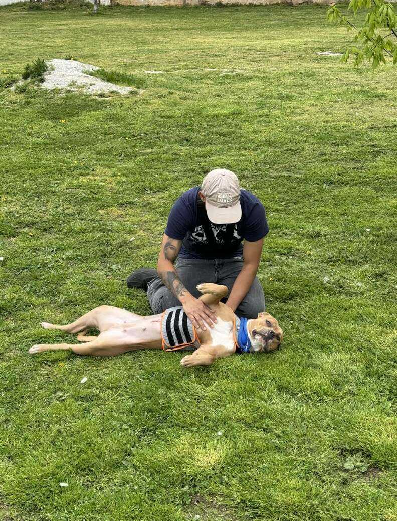 dog lying in grass