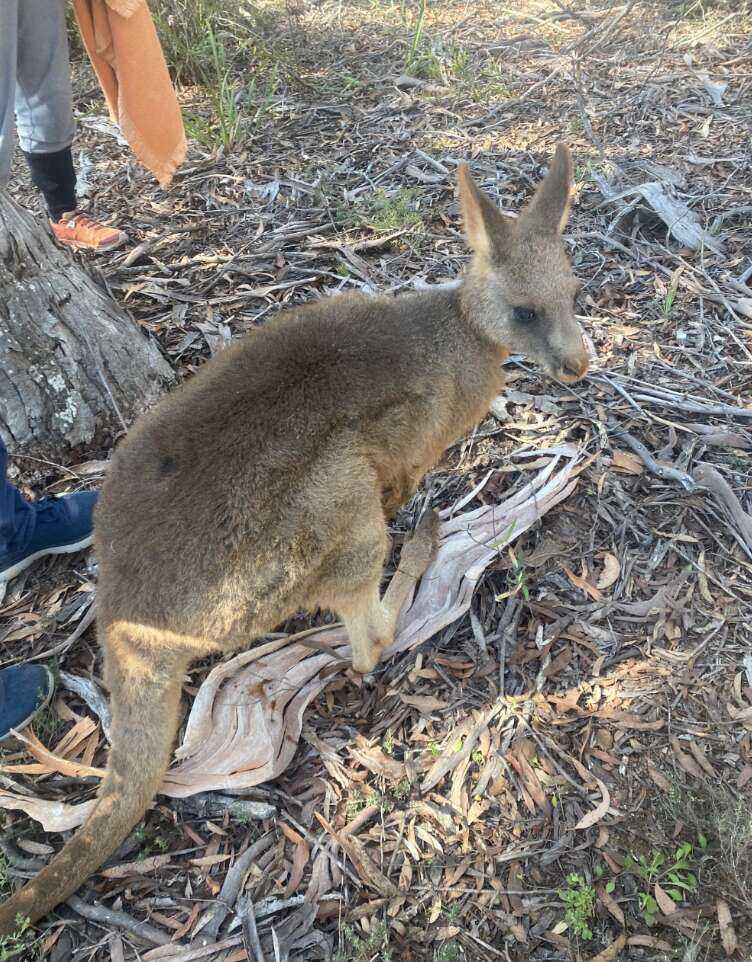 kangaroo