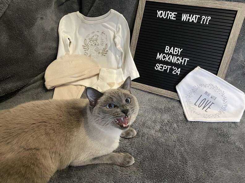 cat pregnancy announcement