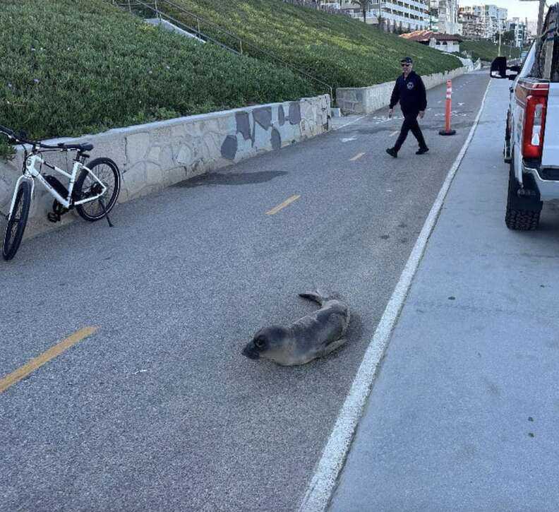 seal in the road