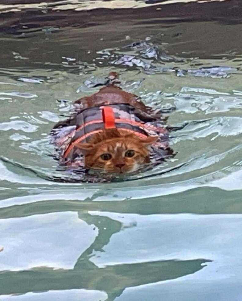 swimming cat