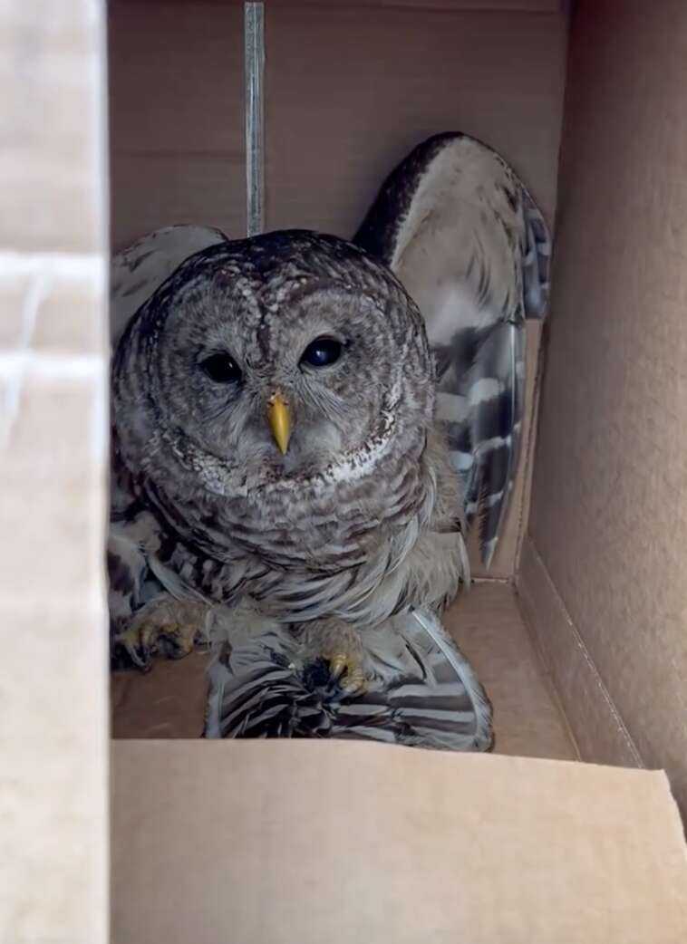 owl in box