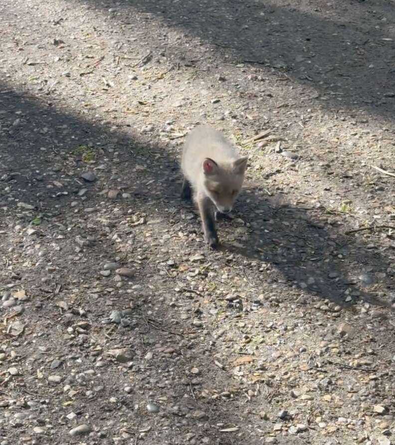 baby fox on path