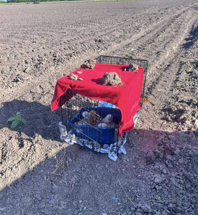 kittens in field