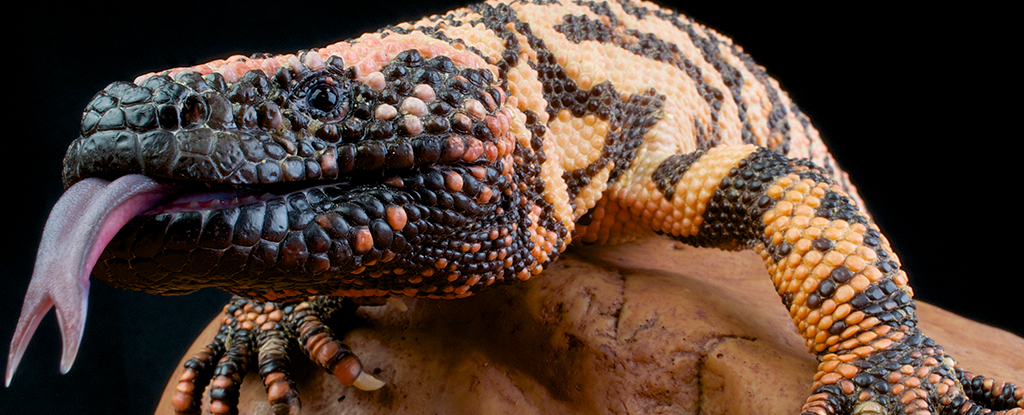 Colorado Man Dies After a Nip From His Venomous Pet Lizard : ScienceAlert