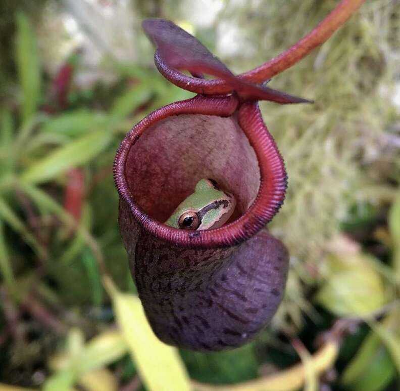 A little frog inside a carnivorous plant