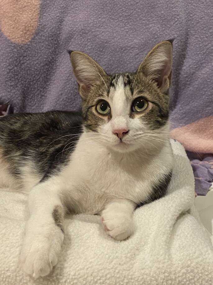 cat sitting on blanket