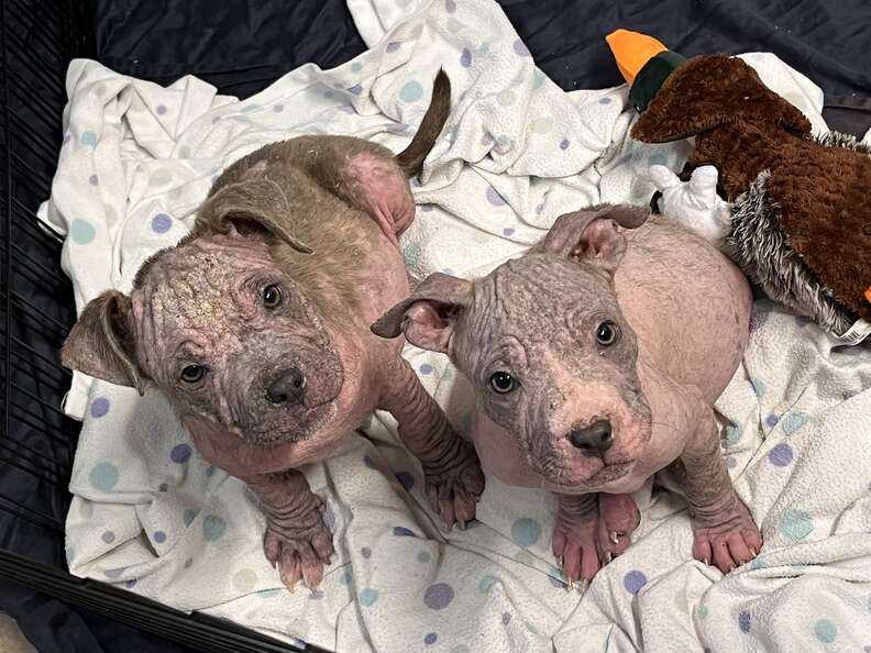 abandoned puppies