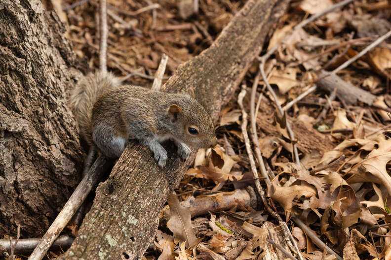 An Eastern Gray Squirrel sits on a tree branch