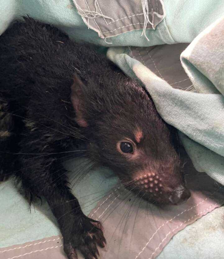 tasmanian devil