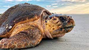 Sea turtles busy nesting on beaches in Georgia, S. Carolina | WSAV-TV