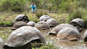 The Galapagos Tortoises Reviving an Island's Ecosystem