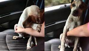 Facebook viral: el tierno agradecimiento de un perro hacia la mujer que le  cambió la vida [VIDEO] | REDES-SOCIALES | EL COMERCIO PERÚ