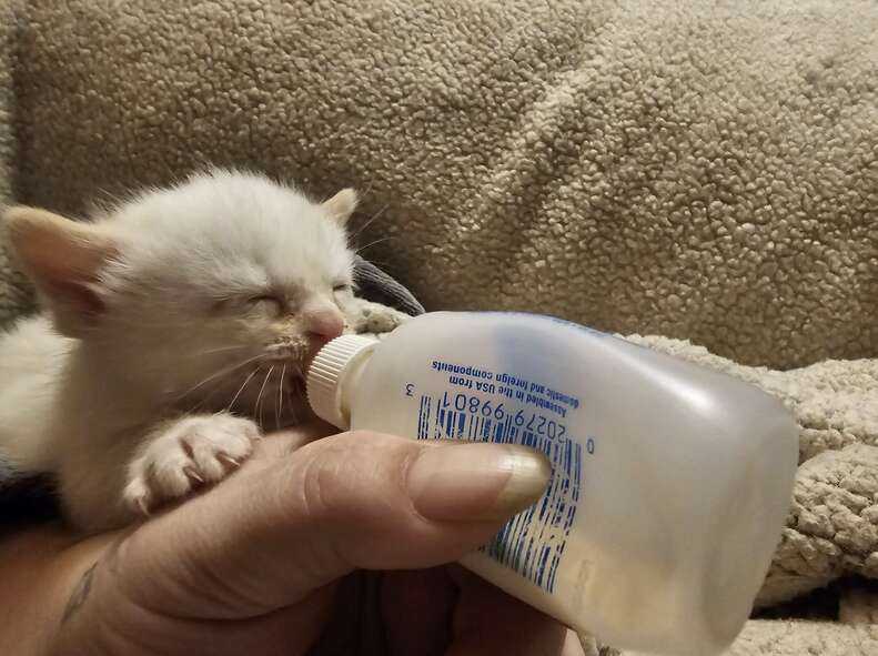 White kitten being fed with a bottle of milk