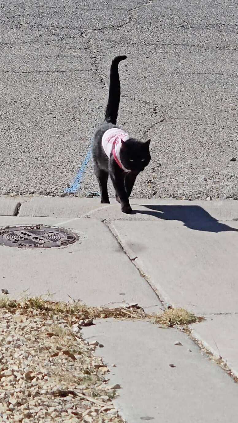 cat wearing a sweater