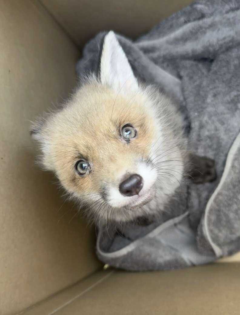 fox in box