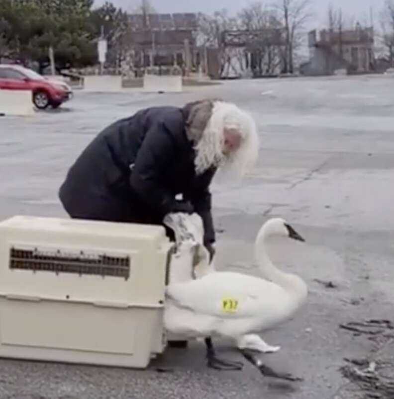 swan exiting carrier