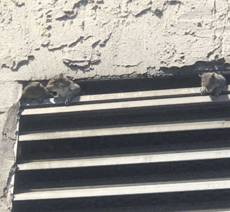 squirrels in air vent